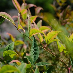 Preview wallpaper nandina, leaves, plant, branch, green