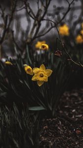 Preview wallpaper narcissus, flower bed, flowers, blur
