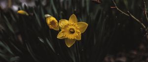 Preview wallpaper narcissus, flower bed, flowers, blur