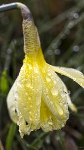 Preview wallpaper narcissus, flower, bud, drops, macro