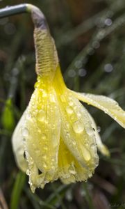 Preview wallpaper narcissus, flower, bud, drops, macro