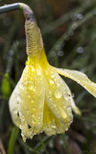 Preview wallpaper narcissus, flower, bud, drops, macro