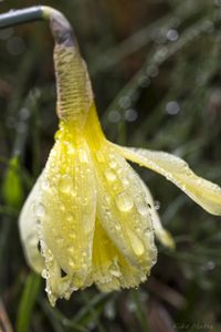 Preview wallpaper narcissus, flower, bud, drops, macro