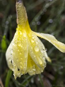 Preview wallpaper narcissus, flower, bud, drops, macro