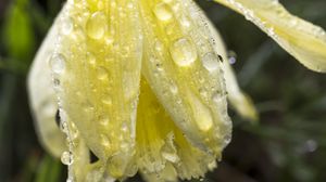 Preview wallpaper narcissus, flower, bud, drops, macro