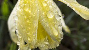 Preview wallpaper narcissus, flower, bud, drops, macro