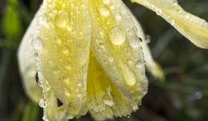 Preview wallpaper narcissus, flower, bud, drops, macro