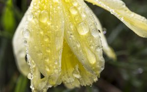 Preview wallpaper narcissus, flower, bud, drops, macro