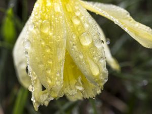 Preview wallpaper narcissus, flower, bud, drops, macro