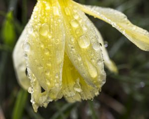 Preview wallpaper narcissus, flower, bud, drops, macro