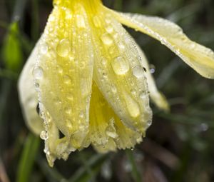 Preview wallpaper narcissus, flower, bud, drops, macro