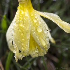 Preview wallpaper narcissus, flower, bud, drops, macro