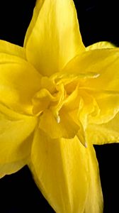 Preview wallpaper narcissus, flower, macro, yellow, petals