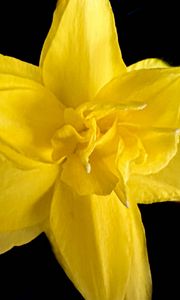Preview wallpaper narcissus, flower, macro, yellow, petals