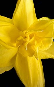 Preview wallpaper narcissus, flower, macro, yellow, petals
