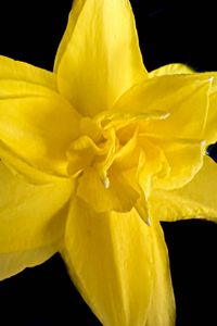 Preview wallpaper narcissus, flower, macro, yellow, petals