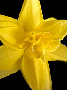 Preview wallpaper narcissus, flower, macro, yellow, petals