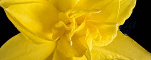 Preview wallpaper narcissus, flower, macro, yellow, petals