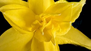 Preview wallpaper narcissus, flower, macro, yellow, petals