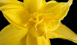 Preview wallpaper narcissus, flower, macro, yellow, petals