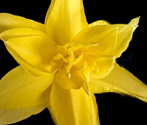 Preview wallpaper narcissus, flower, macro, yellow, petals