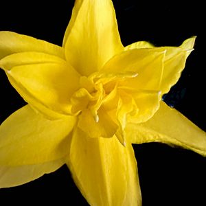 Preview wallpaper narcissus, flower, macro, yellow, petals