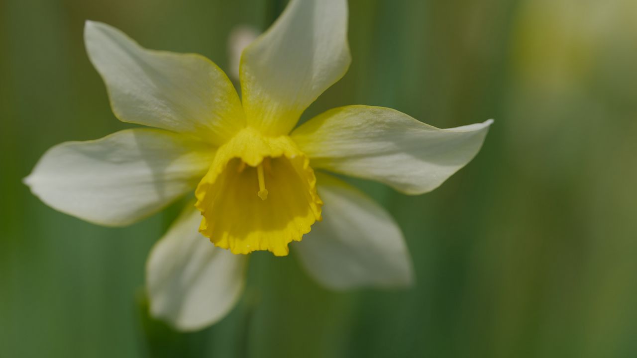 Wallpaper narcissus, flower, macro, petals, plant