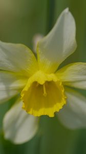 Preview wallpaper narcissus, flower, macro, petals, plant