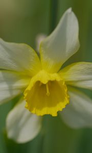 Preview wallpaper narcissus, flower, macro, petals, plant
