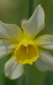 Preview wallpaper narcissus, flower, macro, petals, plant