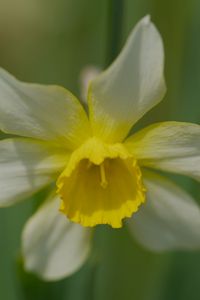 Preview wallpaper narcissus, flower, macro, petals, plant