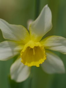 Preview wallpaper narcissus, flower, macro, petals, plant