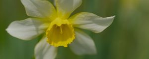 Preview wallpaper narcissus, flower, macro, petals, plant