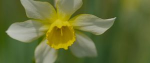 Preview wallpaper narcissus, flower, macro, petals, plant