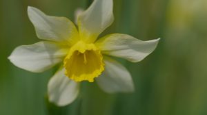 Preview wallpaper narcissus, flower, macro, petals, plant