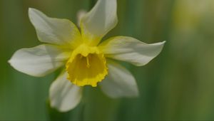 Preview wallpaper narcissus, flower, macro, petals, plant