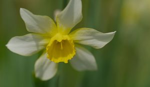 Preview wallpaper narcissus, flower, macro, petals, plant
