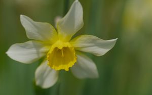 Preview wallpaper narcissus, flower, macro, petals, plant