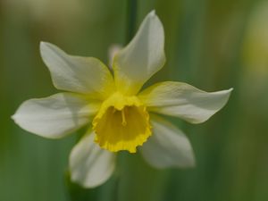 Preview wallpaper narcissus, flower, macro, petals, plant