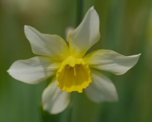 Preview wallpaper narcissus, flower, macro, petals, plant