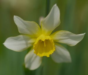 Preview wallpaper narcissus, flower, macro, petals, plant