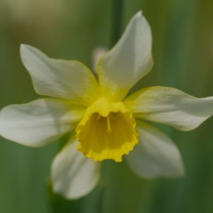 Preview wallpaper narcissus, flower, macro, petals, plant