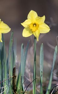 Preview wallpaper narcissus, flower, petals, spring, yellow