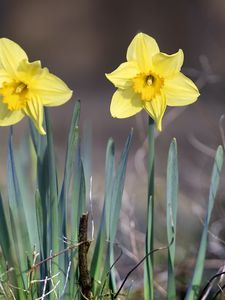Preview wallpaper narcissus, flower, petals, spring, yellow