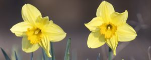 Preview wallpaper narcissus, flower, petals, spring, yellow