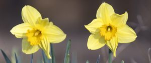 Preview wallpaper narcissus, flower, petals, spring, yellow