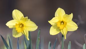 Preview wallpaper narcissus, flower, petals, spring, yellow