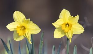 Preview wallpaper narcissus, flower, petals, spring, yellow