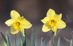 Preview wallpaper narcissus, flower, petals, spring, yellow