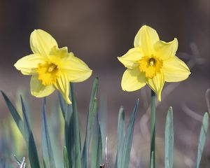 Preview wallpaper narcissus, flower, petals, spring, yellow